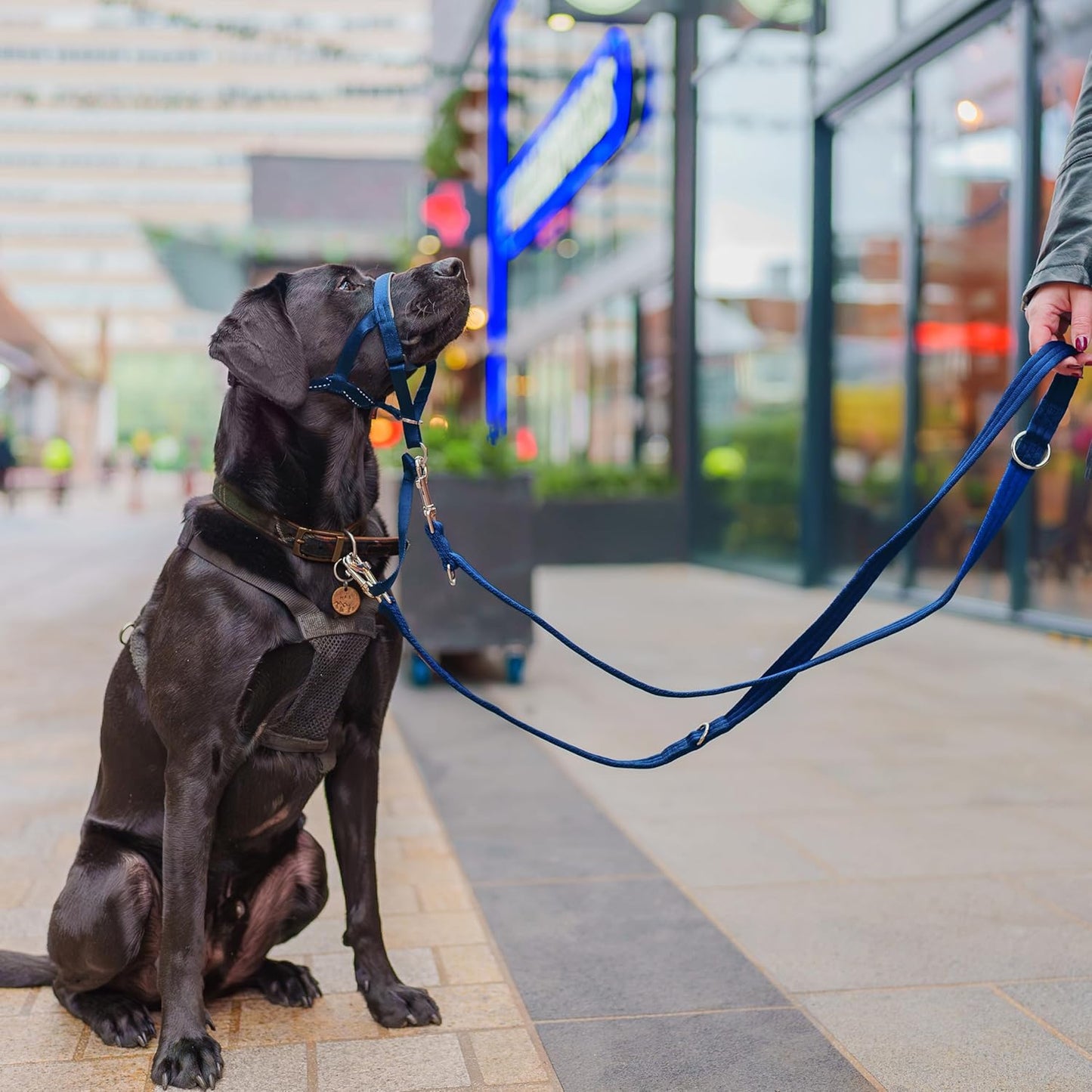 HALTI Training Lead - Professional Dog Lead to Stop Pulling on the Lead, Perfect for Puppy Walks, Easy to Use Double-Ended Dog Leash, Lightweight Soft & Durable (Size Large, Black, 2m) - Comfort Style