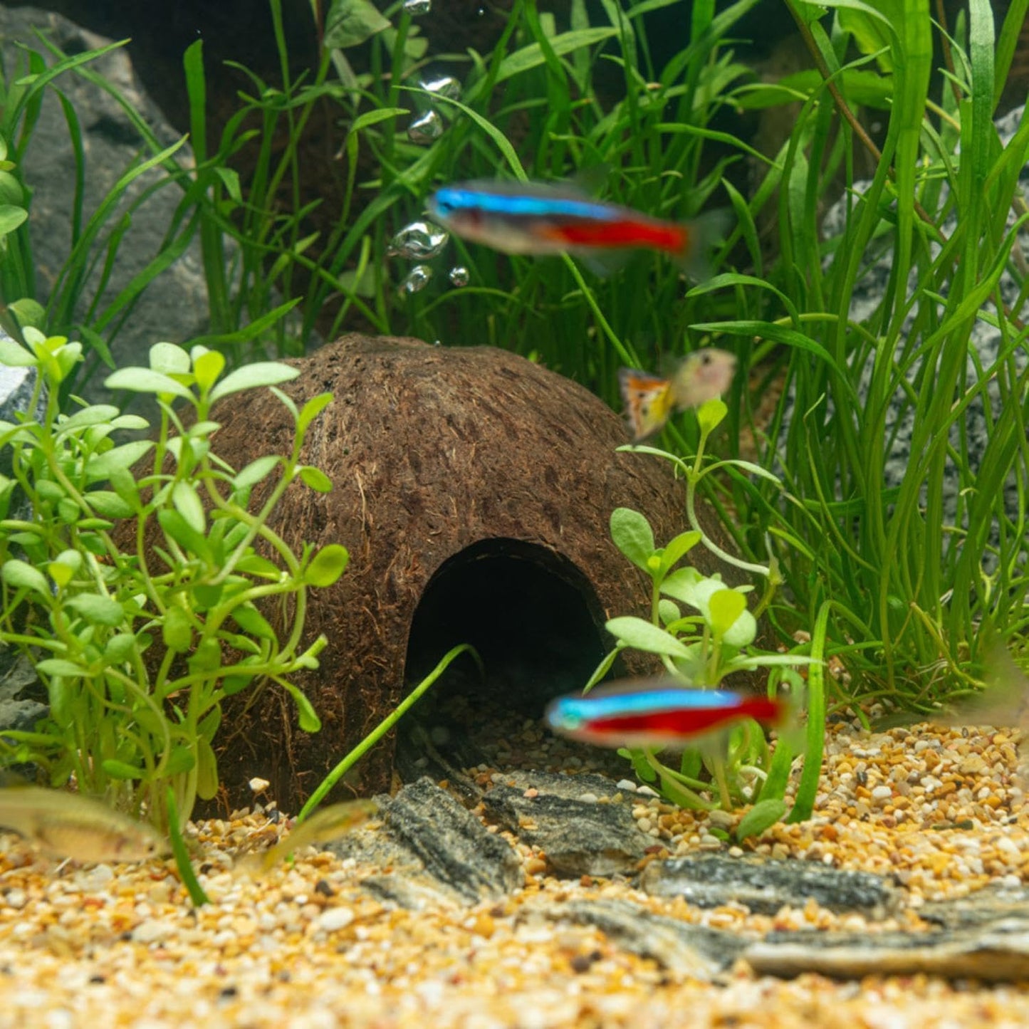 Interpet 3 Month Service Pack for the Interpet Internal Cartridge Filter BIO CF 1 (3 x Front Coir Tech Cartridge, 3 x Back Coir Tech Cartridge - Comfort Style