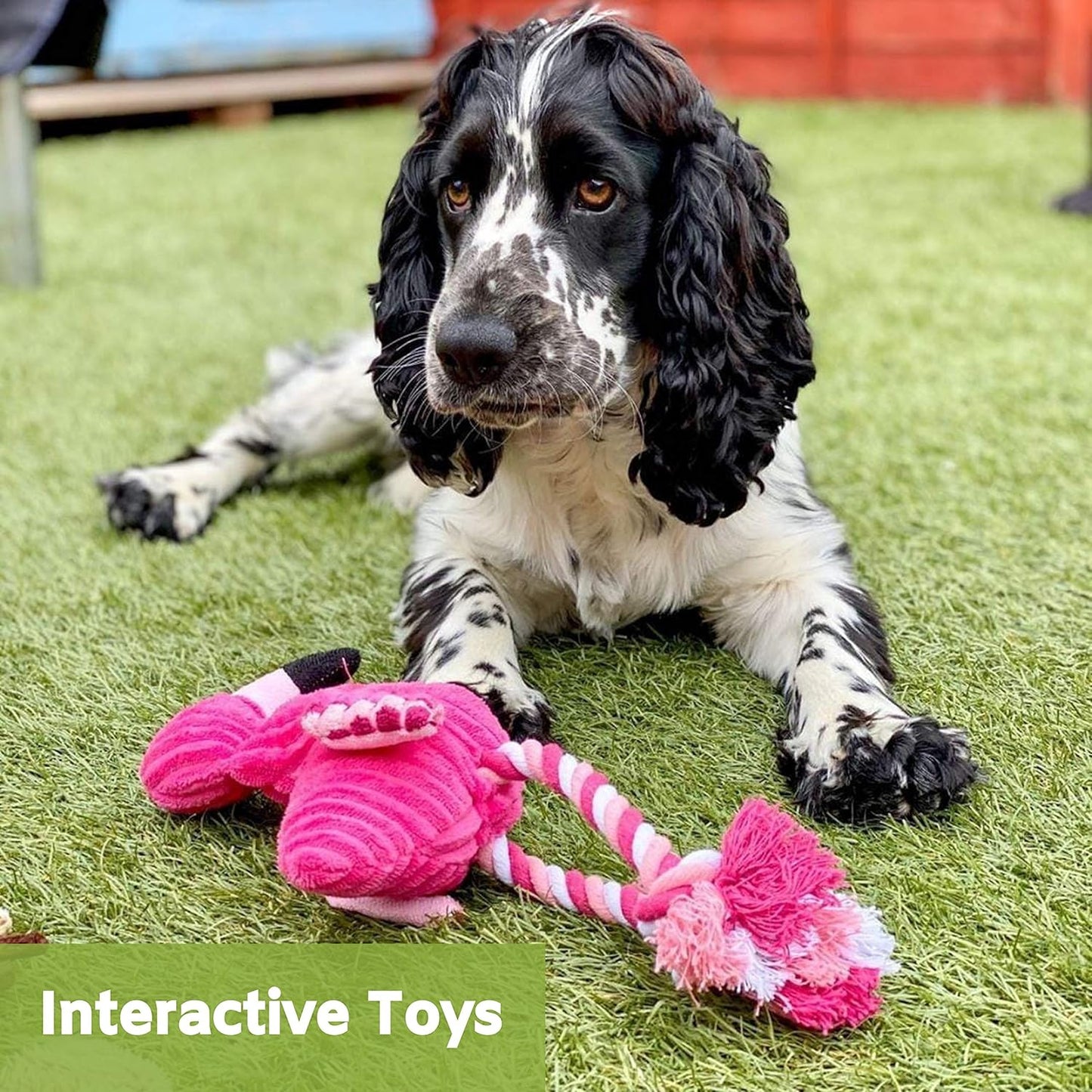 Nature’s Buddy Plush Dog Toys - Squeaky, cuddly soft chew bundle - 5 pack set - durable, interactive toys for puppy and small dogs - variety with 3 no stuffing animals - Comfort Style