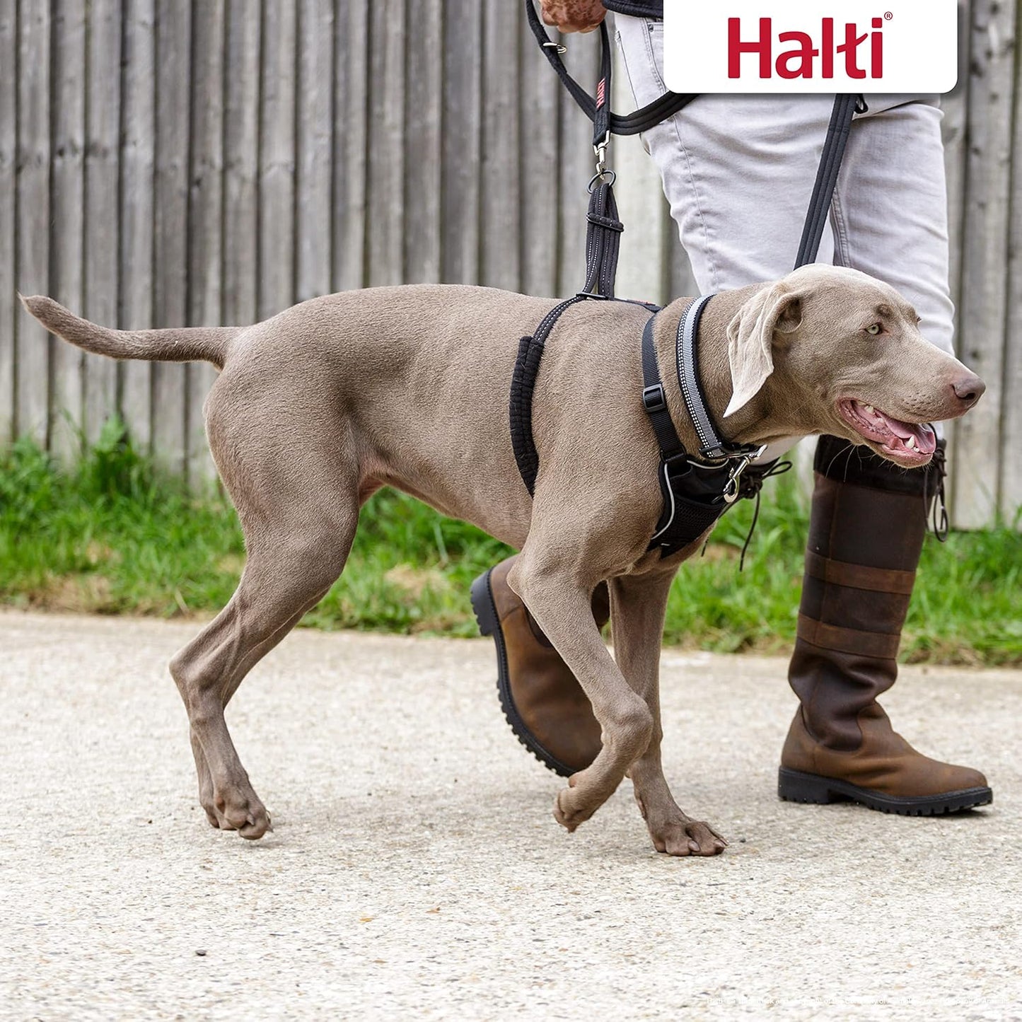 HALTI No Pull Harness Size Medium, Professional Dog Harness to Stop Pulling on the Lead, Easy to Use, Anti-Pull Training Aid, Adjustable, Reflective and Breathable, For Medium Dogs, Black - Comfort Style