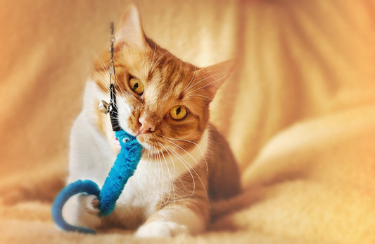 orange tabby cat on white textile