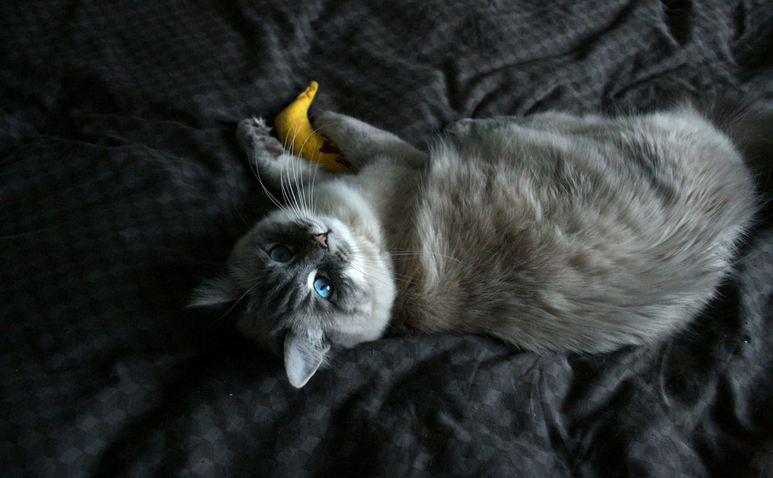 grey and white cat lying on black textile