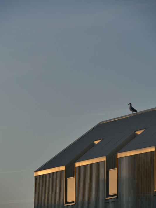 bird on top of a building