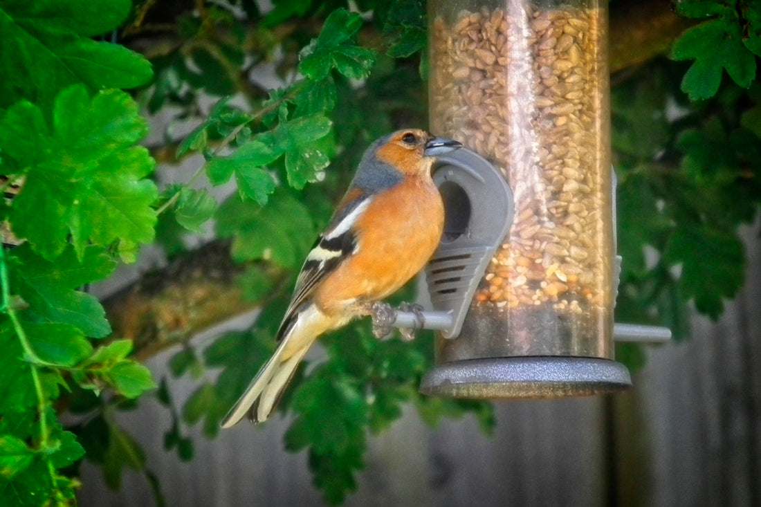 a bird that is sitting on a bird feeder