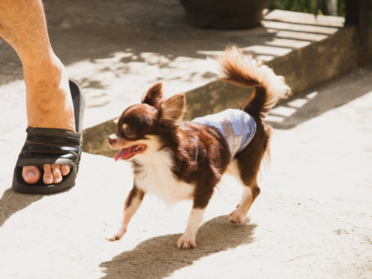 a small brown and white dog standing next to a person