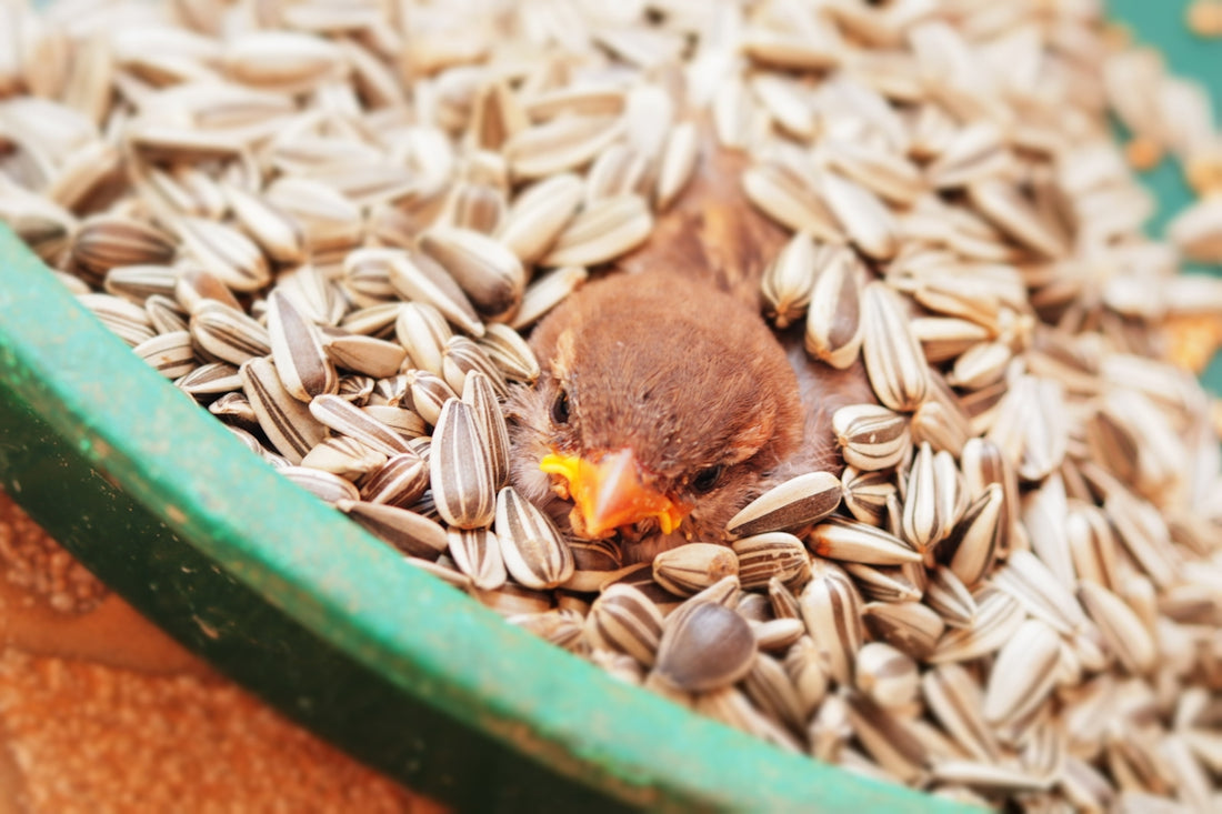 a bird is sitting in a bowl of seeds