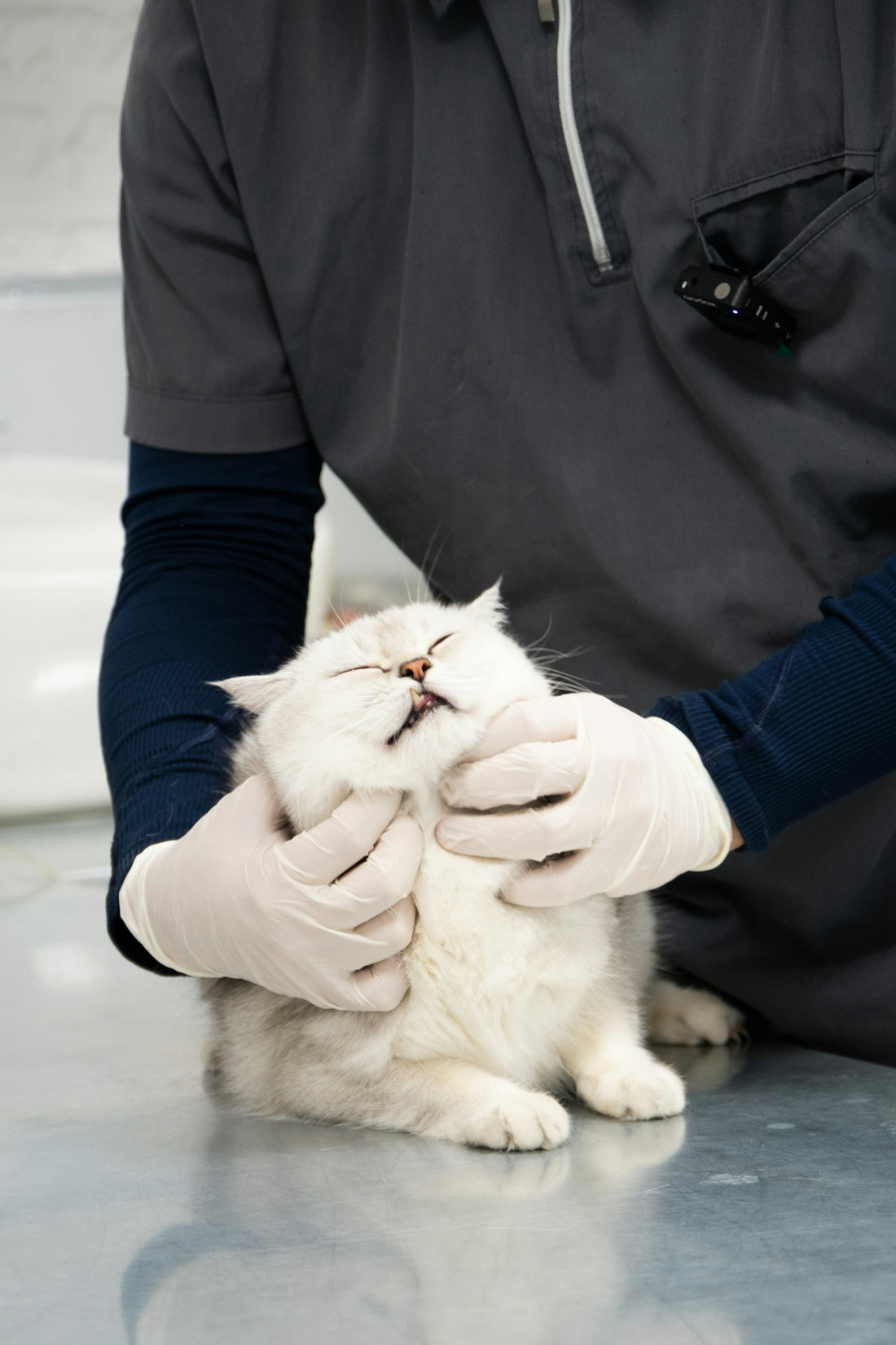 A man in a black shirt is petting a white cat