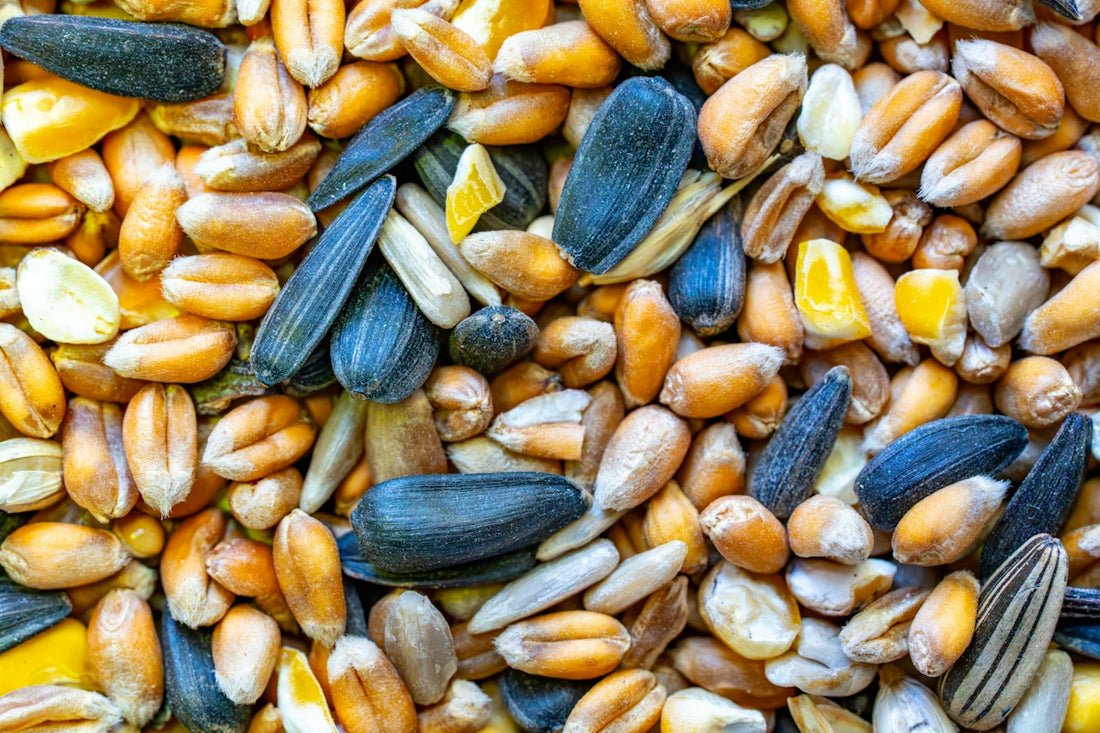 A close-up view of mixed birdseed with sunflower seeds