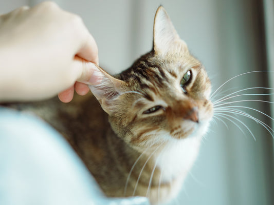 A hand gently scratches a tabby cat's ear.