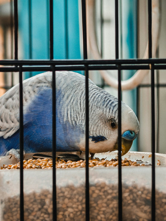 A blue and white budgie eating seeds in a cage.