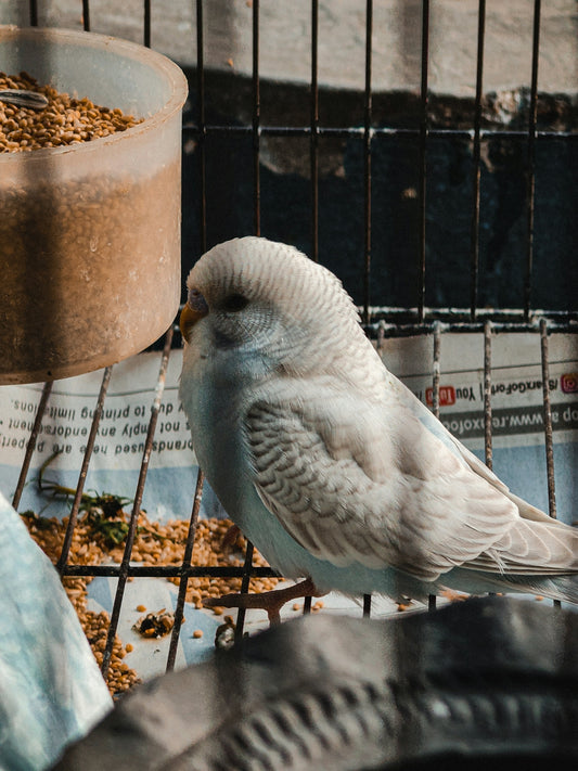 A light blue budgie sits in a cage with food.
