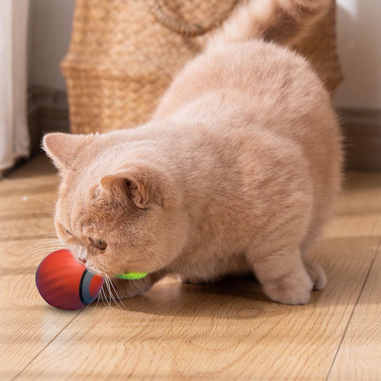Cat Toys