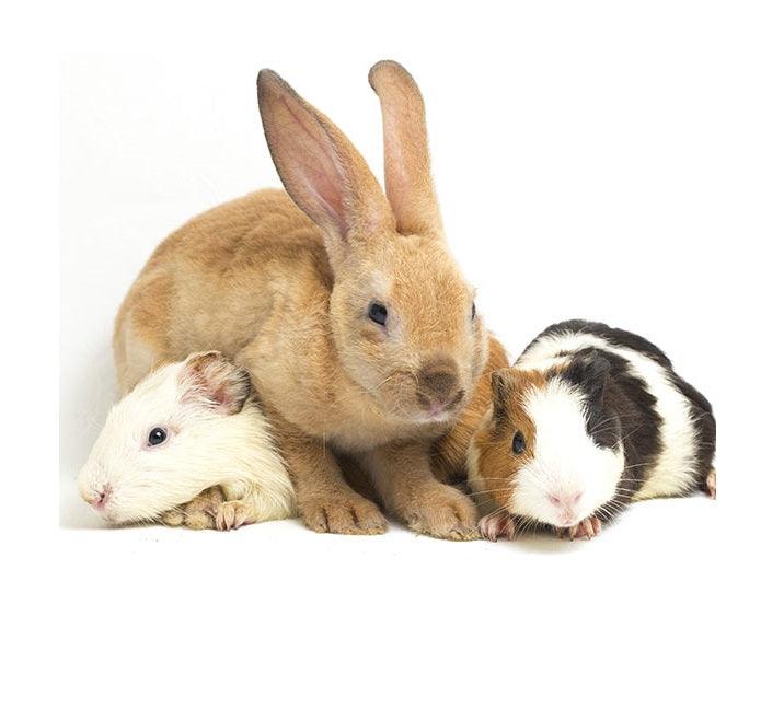 Small Pet Supplies - Comfort Style