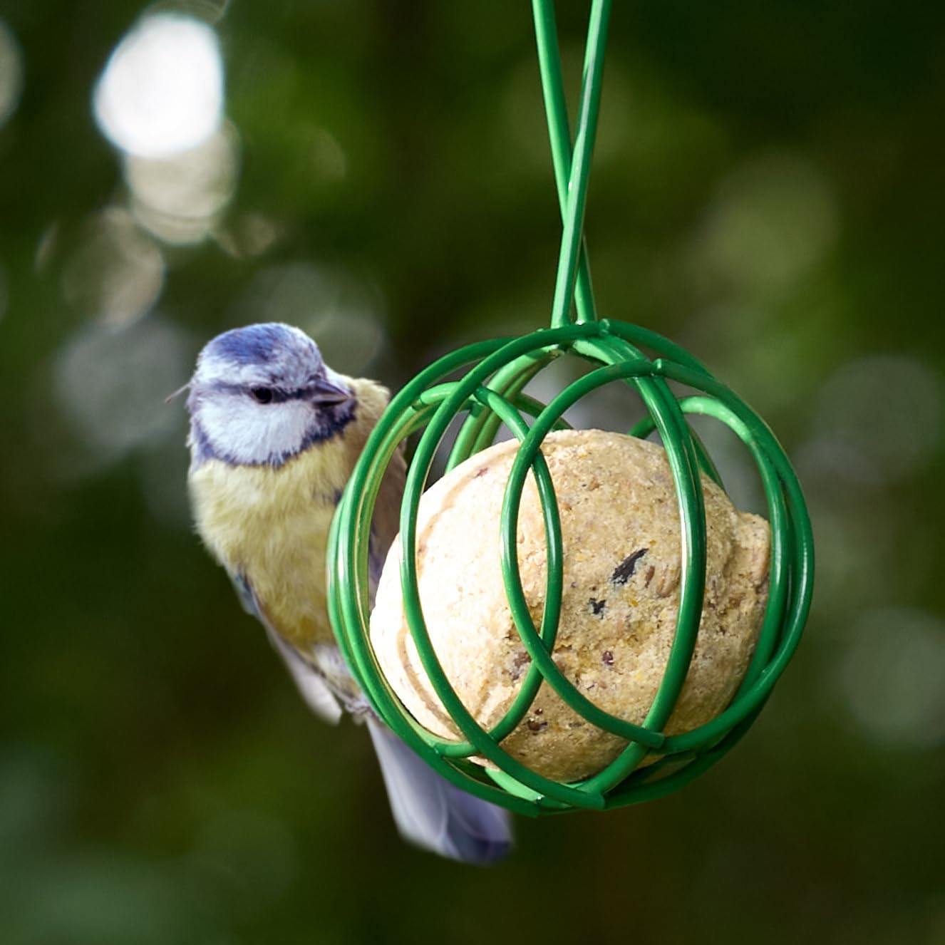 Window Bird Feeder with Strong Suction Cups - HOMEBIRD Window Bird Feeder UK with Removable Seed Tray For Bird Watching Bird Feeders for Small Birds Squirrel Proof Bird Feeder Window - Comfort Style