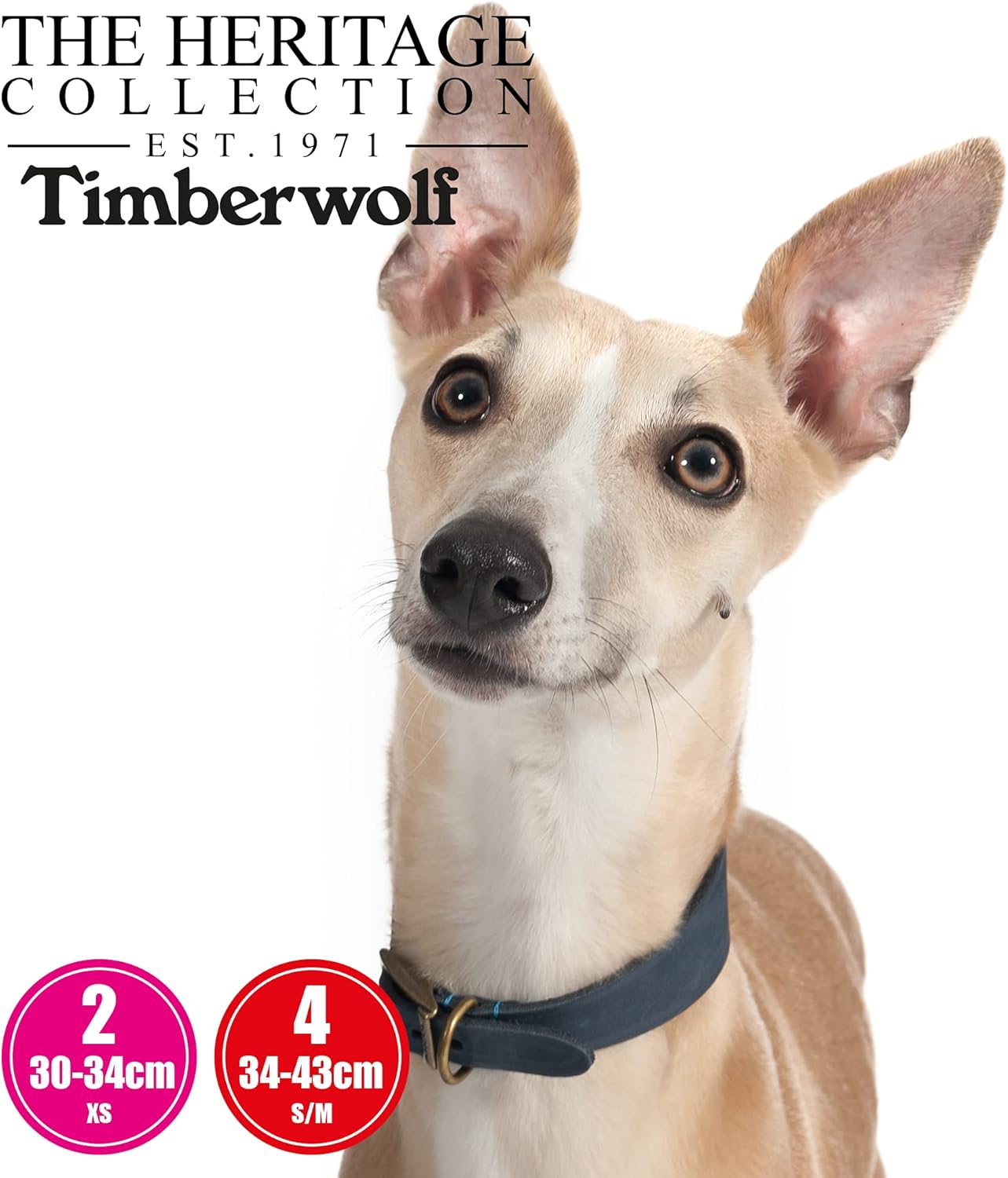 Ancol Timberwolf Greyhound Leather Dog Collar in Blue - Top Grain Bridle Leather Secure Pet Training Neckband - 34-43cm