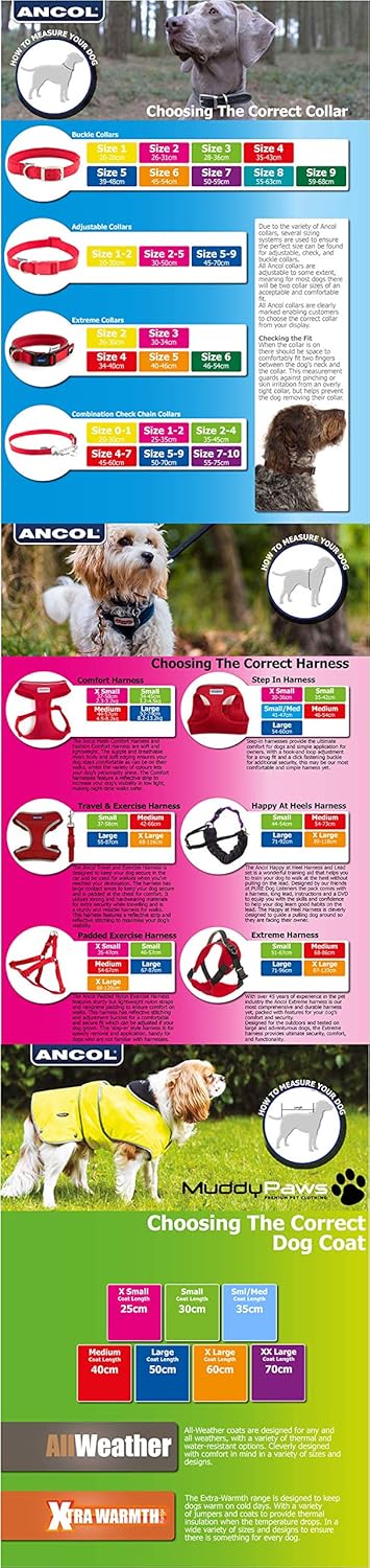 Ancol Timberwolf Greyhound Leather Dog Collar in Blue - Top Grain Bridle Leather Secure Pet Training Neckband - 34-43cm