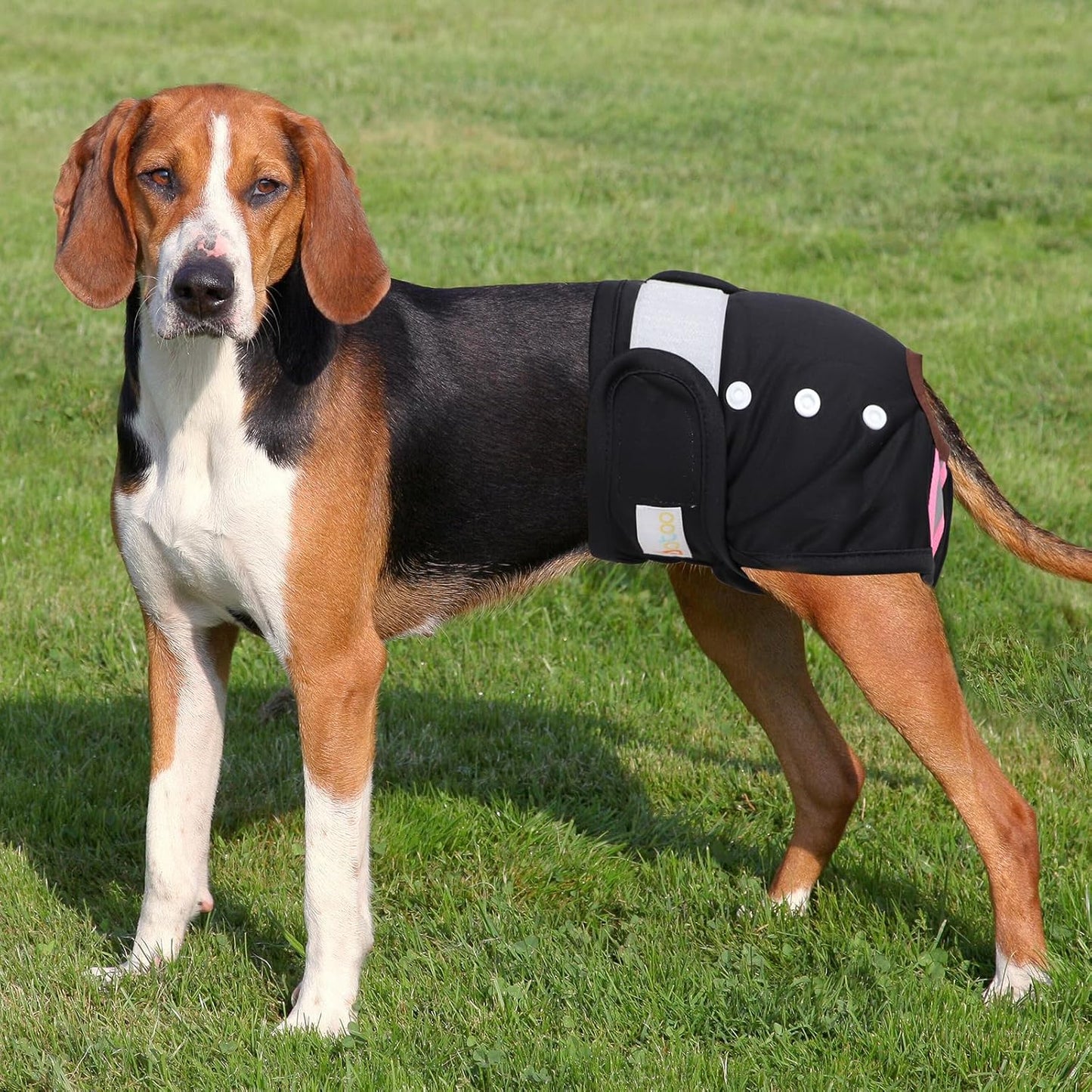 EOAMGO Dog Nappies, Reusable Dog Period Pants, Dogs Incontinence Pant, Dog Season Pants Female (Black, Pink, Purple, M, count, 3)