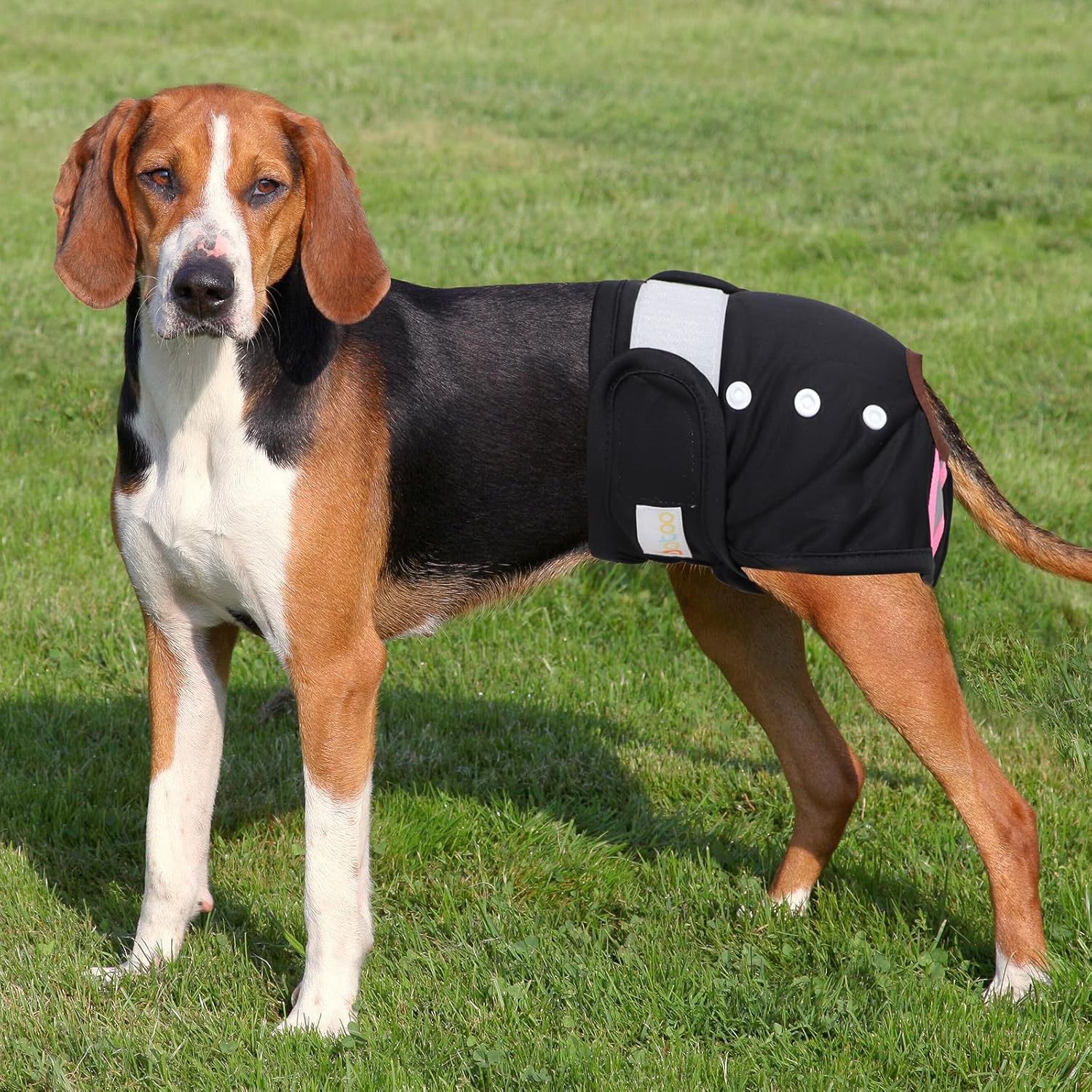 EOAMGO Dog Nappies, Reusable Dog Period Pants, Dogs Incontinence Pant, Dog Season Pants Female (Black, Pink, Purple, M, count, 3)