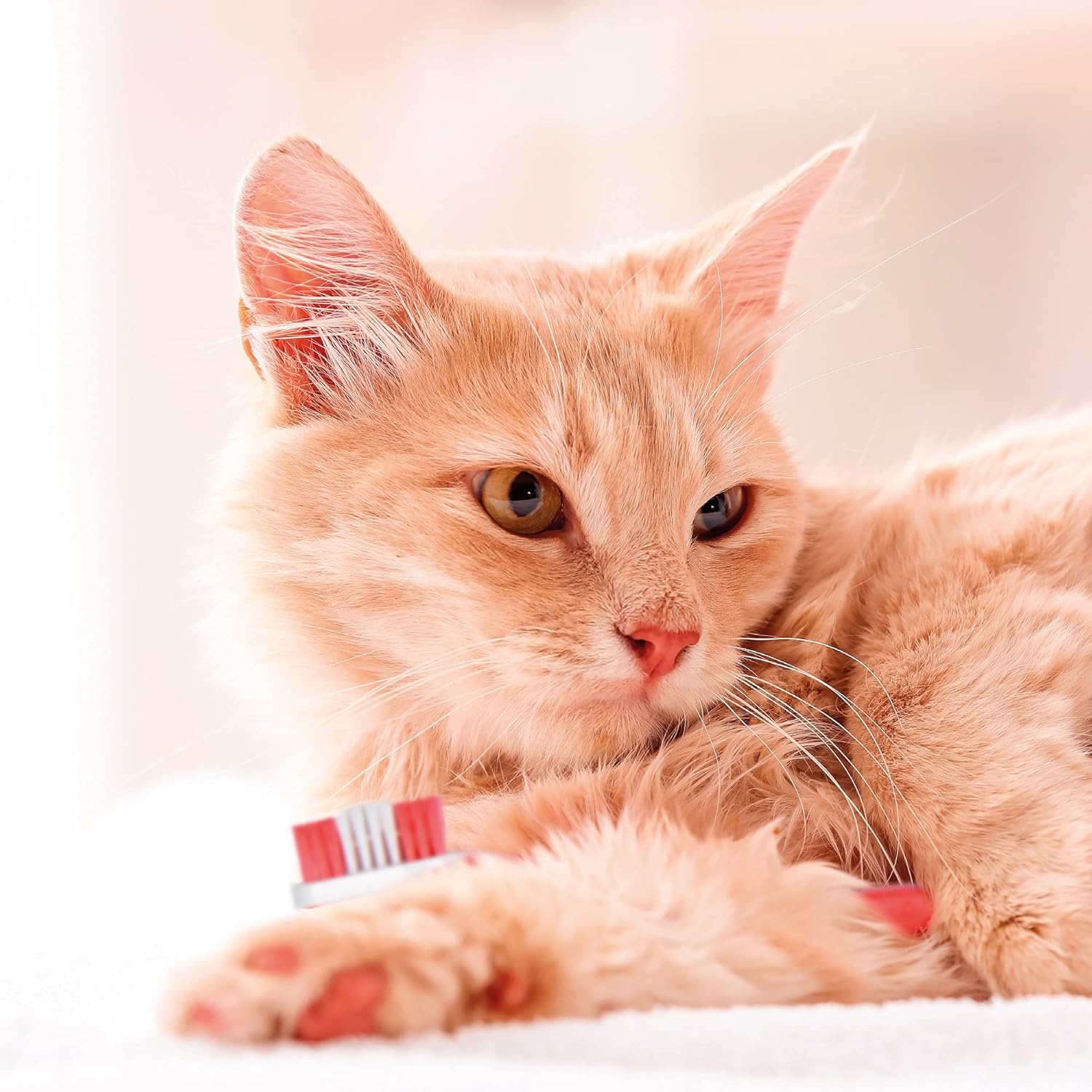 Beaphar | Toothbrush & Toothpaste Dental Care Kit | for Dogs & Cats | Includes A Double-Ended Toothbrush & Liver-Flavoured Enzymatic Toothpaste, 100g Tube, 2 Count (Pack of 1)