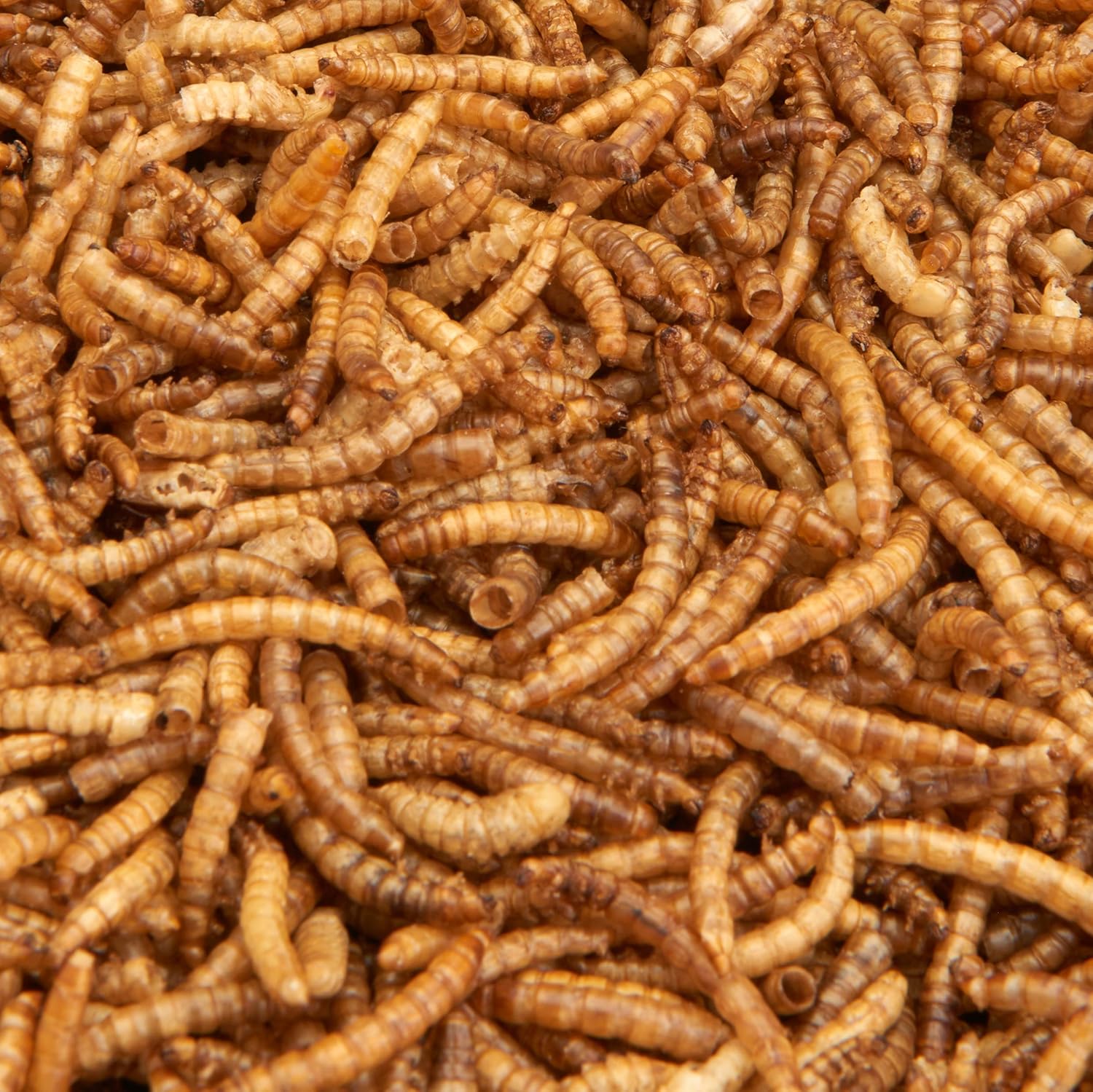 Premium Dried Mealworms, 5L Bag - Comfort Style