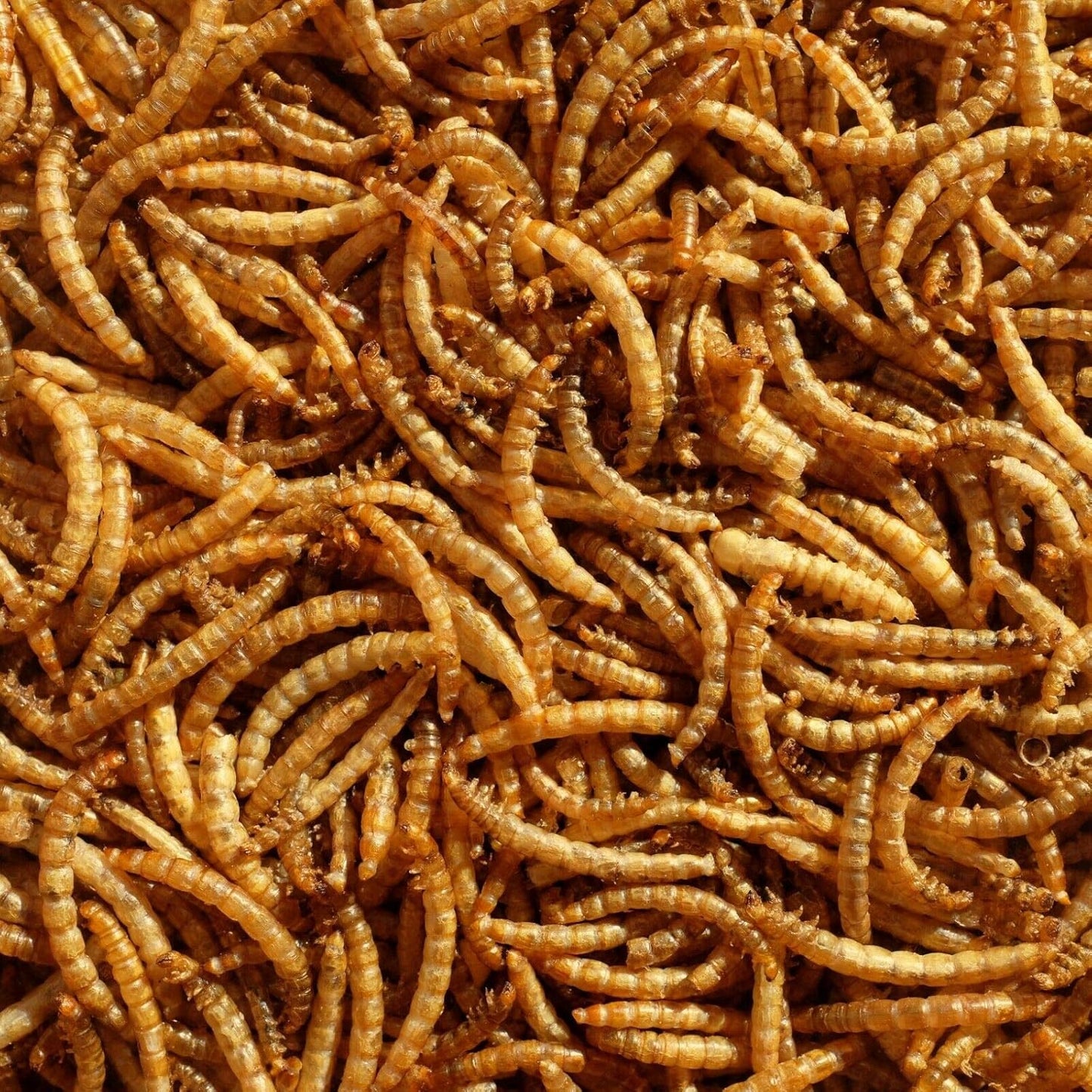 Premium Dried Mealworms, 5L Bag - Comfort Style
